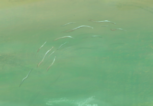 Detail: Conodonts -Ordovician barren land from Sea., Procreate and Photoshop, 2023