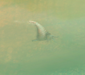 Detail: Levisoceras - Ordovician barren land from Sea., Procreate and Photoshop, 2023