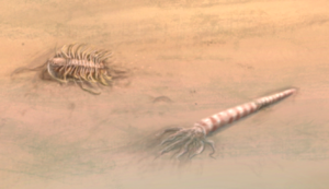 Detail: A Trilobite and an Orthocone nautiloid washed ashore dead. - Ordovician barren land from Sea., Procreate and Photoshop, 2023