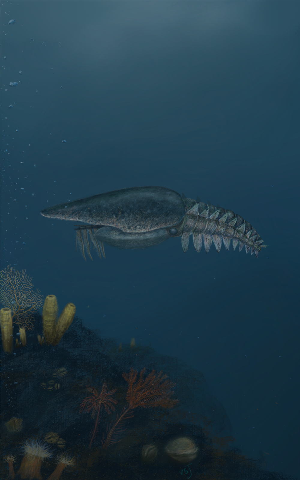4.aegirocassis adj Aegirocassis from Ordovician, Procreate, 2023