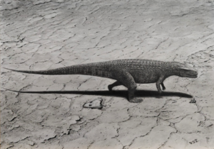 Postosuchus, Triassic, Graphite Pencil on paper, April 2024