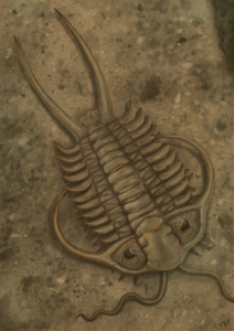 Cheirurus, a Trilobite from Ordovician Period. April 2025